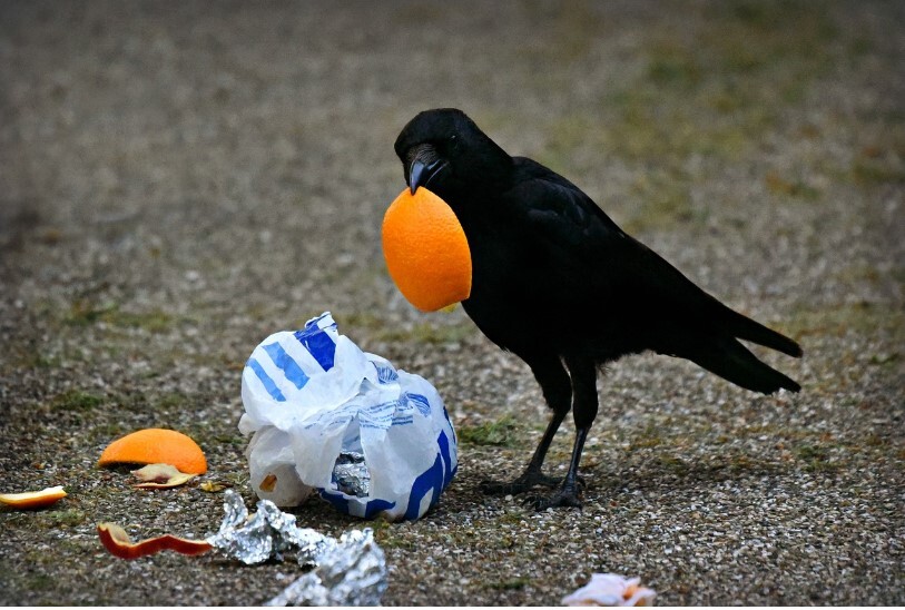 2枚セット　匿名配送　カラス除けネット ゴミ捨て場用ネット からす除けネット ごみ袋ネット　防虫防鳥対策　黄色のネット　防鳥ネット　犬_画像5