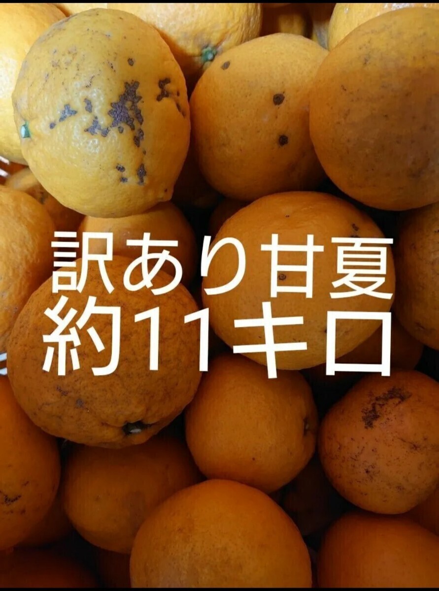 訳あり 甘夏 約11キロ 愛媛県産  あまなつ アマナツ  11kg (つぶれない程度に10kg 10キロ箱いっぱい )の画像1