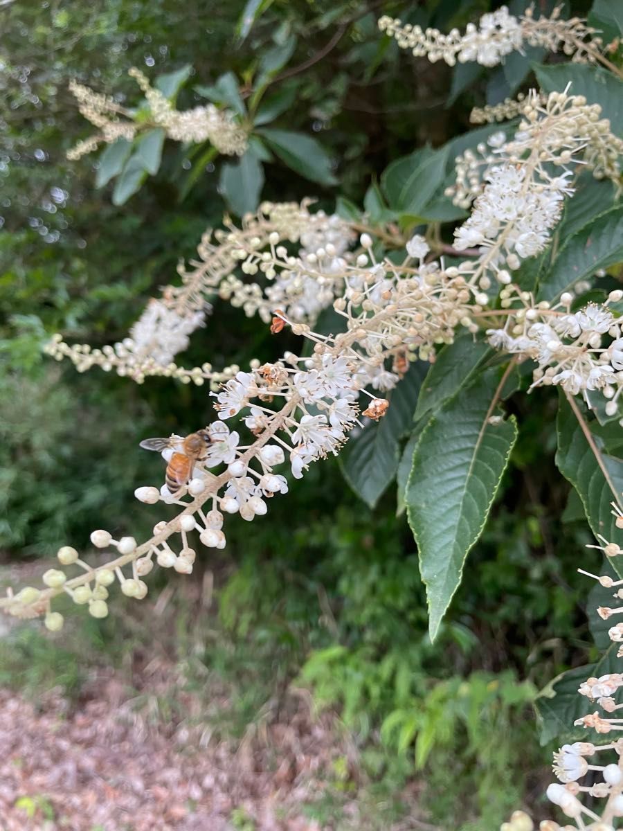 2023年 国産天然 百花蜜 非加熱 初夏の里山蜂蜜 1kg