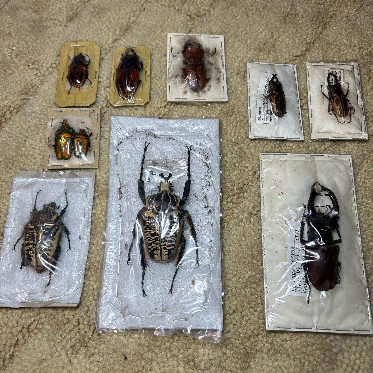 1 jpy start insect . pcs set golaias Zebra saw LUKA ns