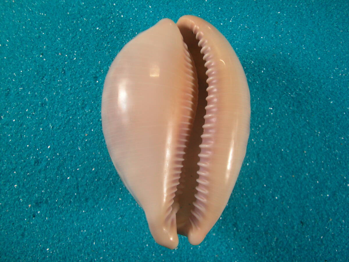 サラサダカラCypraea broderipii Natal South Africa 8,14cm 死殻　稀産　死殻とは思えない新鮮死殻　