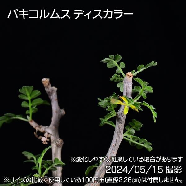 37C 実生 象の木 パキコルムス ディスカラー コーデックス 塊根植物_画像7