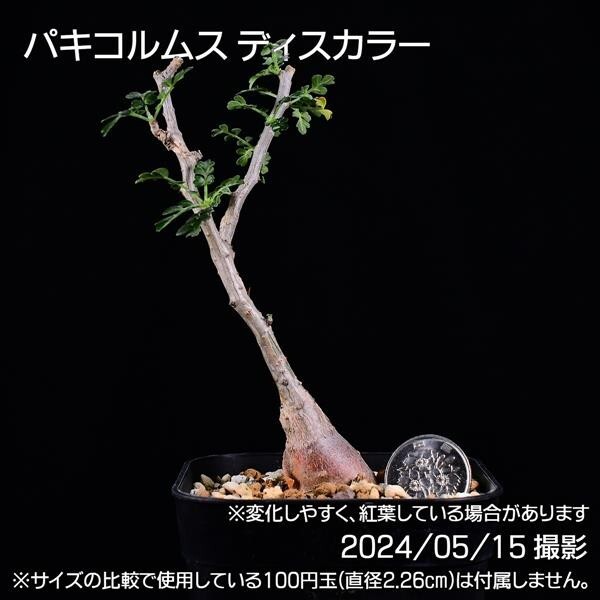 37C 実生 象の木 パキコルムス ディスカラー コーデックス 塊根植物_画像9