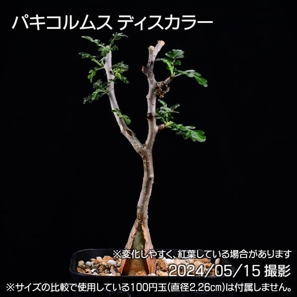 37C 実生 象の木 パキコルムス ディスカラー コーデックス 塊根植物_画像5