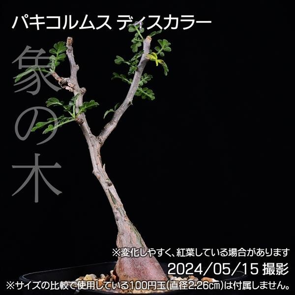 37C 実生 象の木 パキコルムス ディスカラー コーデックス 塊根植物_画像1