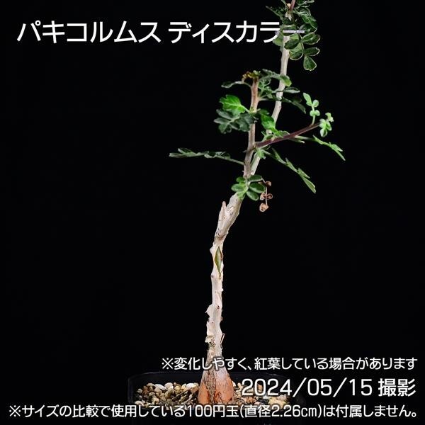 37B 実生 象の木 パキコルムス ディスカラー コーデックス 塊根植物_画像3