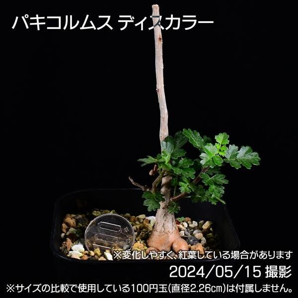 37A 実生 象の木 パキコルムス ディスカラー コーデックス 塊根植物_画像9