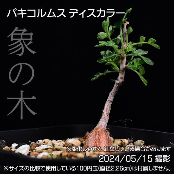 379 実生 象の木 パキコルムス ディスカラー コーデックス 塊根植物_画像1
