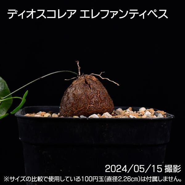 378 実生 亀甲竜 ディオスコレア エレファンティペス コーデックス 塊根植物_画像3