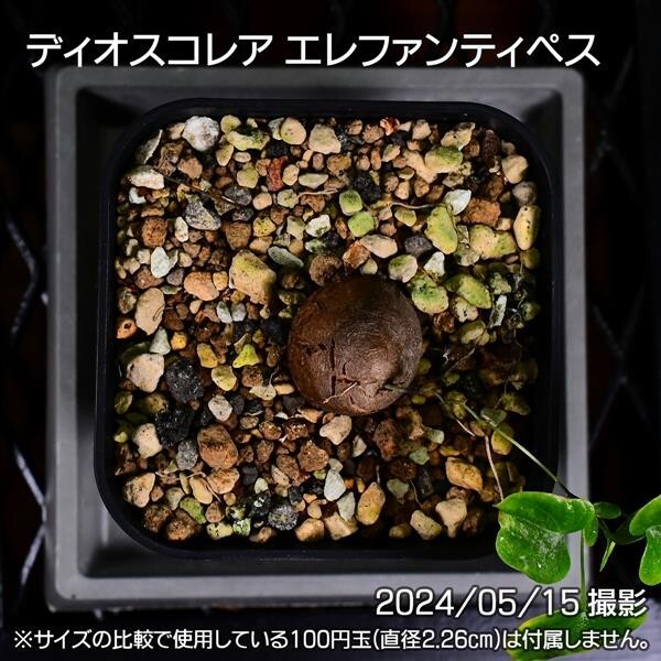 377 実生 亀甲竜 ディオスコレア エレファンティペス コーデックス 塊根植物_画像8
