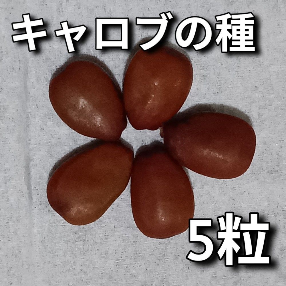 キャロブ(イナゴ豆)の種5粒