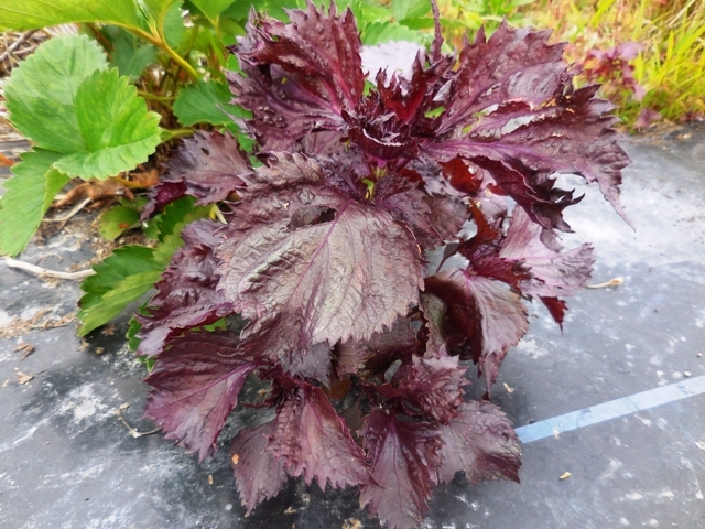 438.6.1◆昭和からの味 香り ちりめん 赤しそ 300粒 赤紫蘇 健康野菜◆和のハーブ トライ家庭菜園 プランター栽培◆無農薬 自然菜園 野菜種_赤ちりめんシソ 昔から変わらない味 香り。