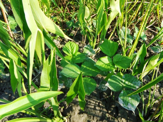 416.6.1◆国産 青くわい 種芋 3個◆エスディージーズ 無農薬 無化学肥料 自然菜園◆野菜 種苗 ネット通販 販売 購入◆稲作 水田 片すみ活用_防草効果 コンパニオンプランツ 自然菜園。