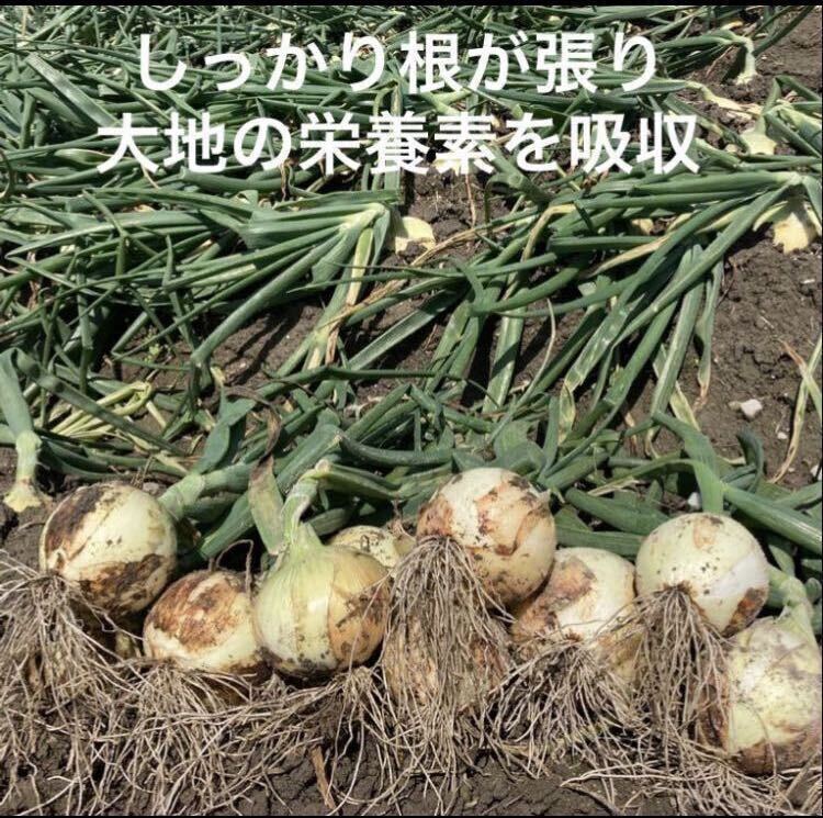  Awaji Island production new sphere leek 3kg height sugar times new onion new onion new tama welsh onion 