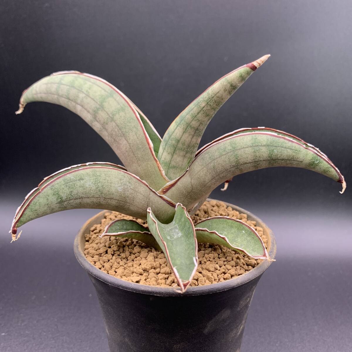 01【新入荷】多肉植物 サンスベリア プフィステリー Sansevieria Pfisteri 中株 選抜極上株 美苗_画像1