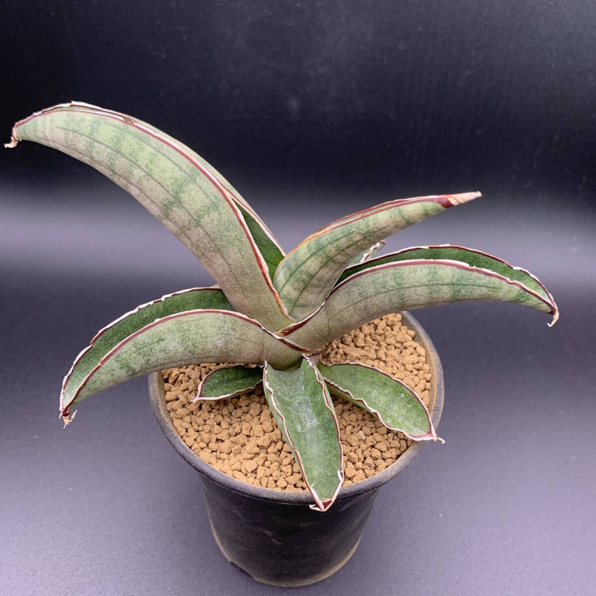 01【新入荷】多肉植物 サンスベリア プフィステリー Sansevieria Pfisteri 中株 選抜極上株 美苗_画像2