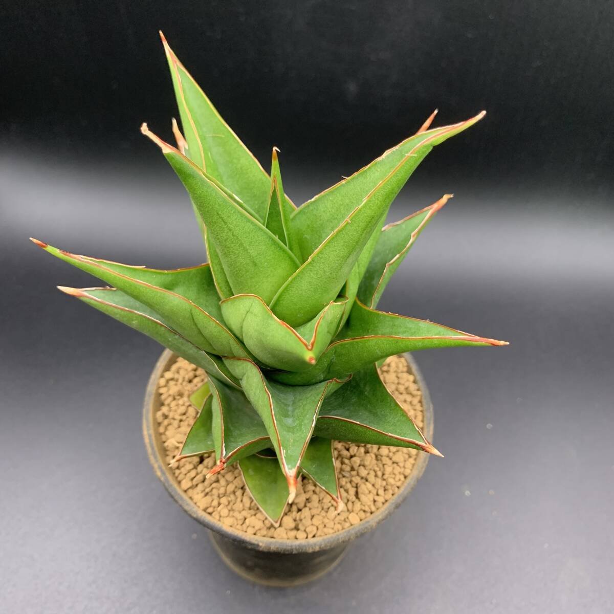 01【再入荷】多肉植物 サンスベリア タワーブルー Sansevieria Tower Blue 選抜極上株 美苗_画像5