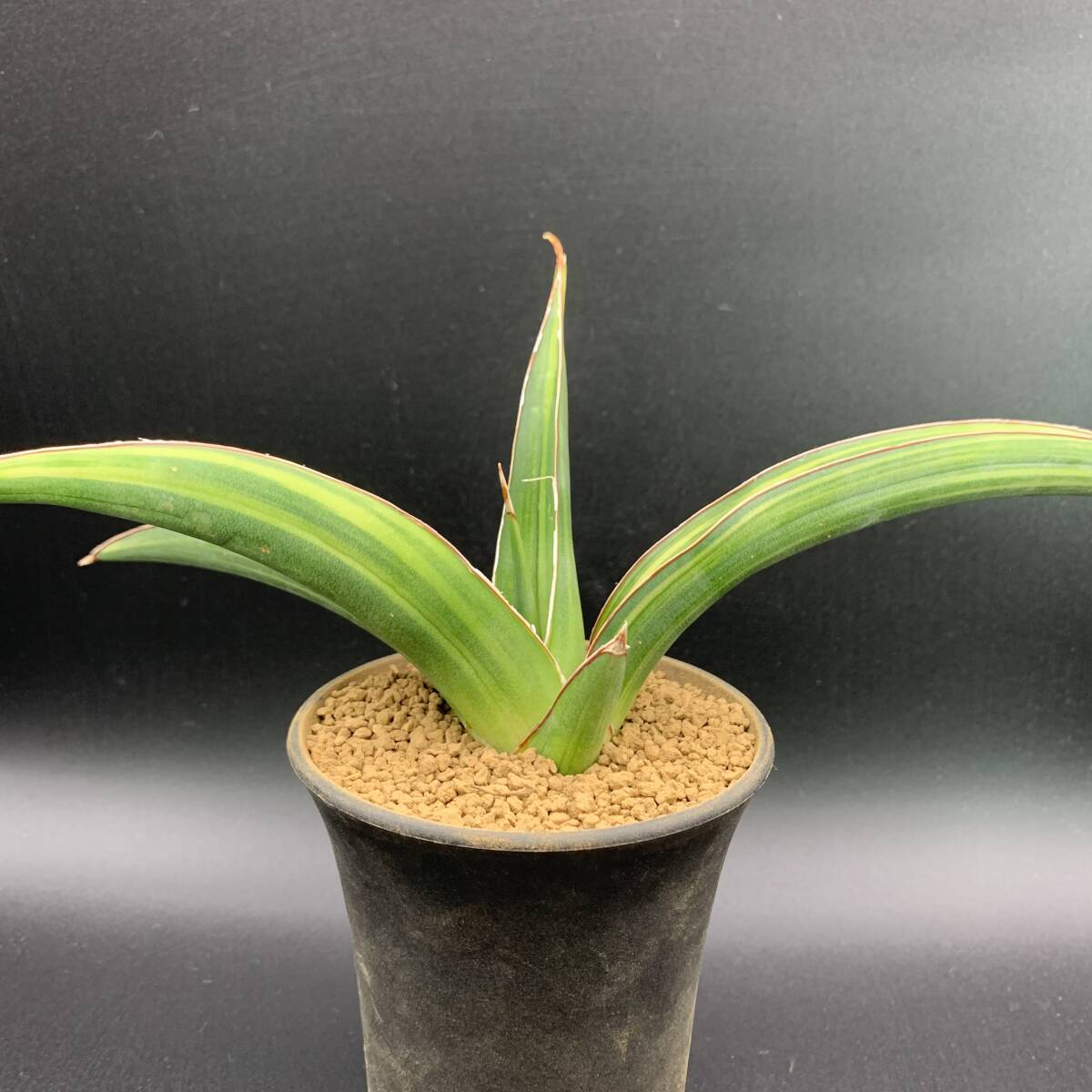 01【レア】多肉植物 サンスベリア ピンギキュラ × トムグランベリー Sansevieria Pinguicula × Tom Grumbley 選抜極上株 鮮明黄斑 美苗_画像1