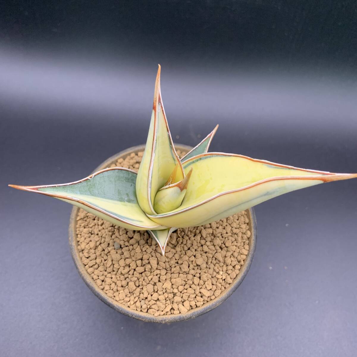 01【超美苗】多肉植物 サンスベリア ピンギキュラ 斑入 Sansevieria Pinguicula Variegated 鮮明斑 選抜極上株_画像3