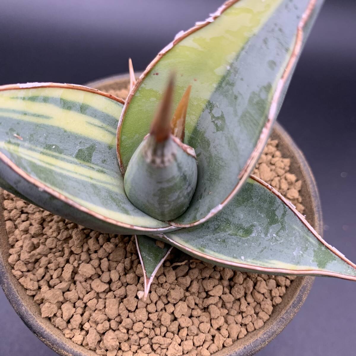 05[ super beautiful seedling ] succulent plant sansevieria pin gikyula. go in Sansevieria Pinguicula Variegated clear . selection . finest quality stock 