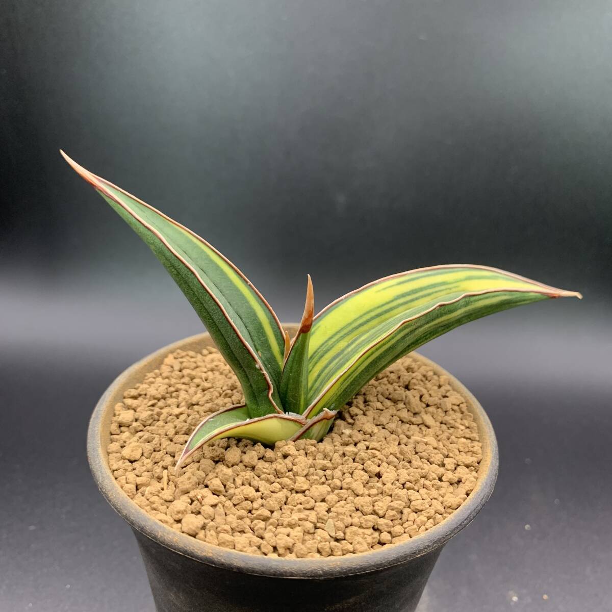 01【超希少】多肉植物 サンスベリア ドリスフェニー 斑入 Sansevieria Doris Pfenning Variegated 鮮明斑 選抜極上株 中株_画像1