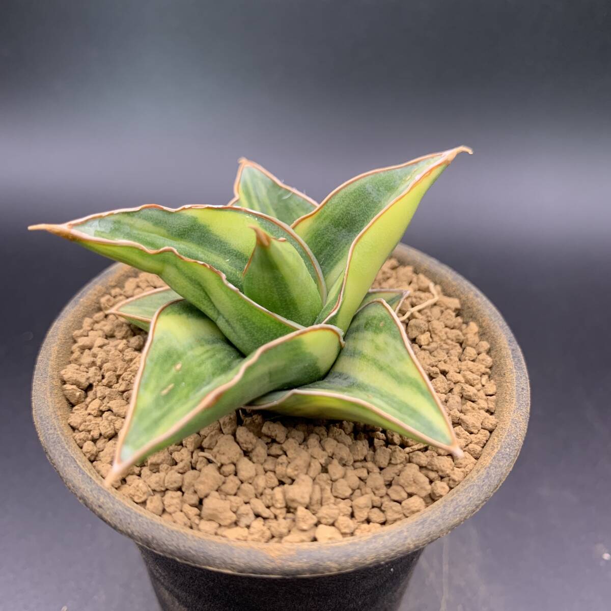 02【超レア】多肉植物 サンスベリア ピンギキュラ×エーレンベルギー Sansevieria Pinguicula × Ehrenbergii Variegated 極鮮斑 美苗_画像1