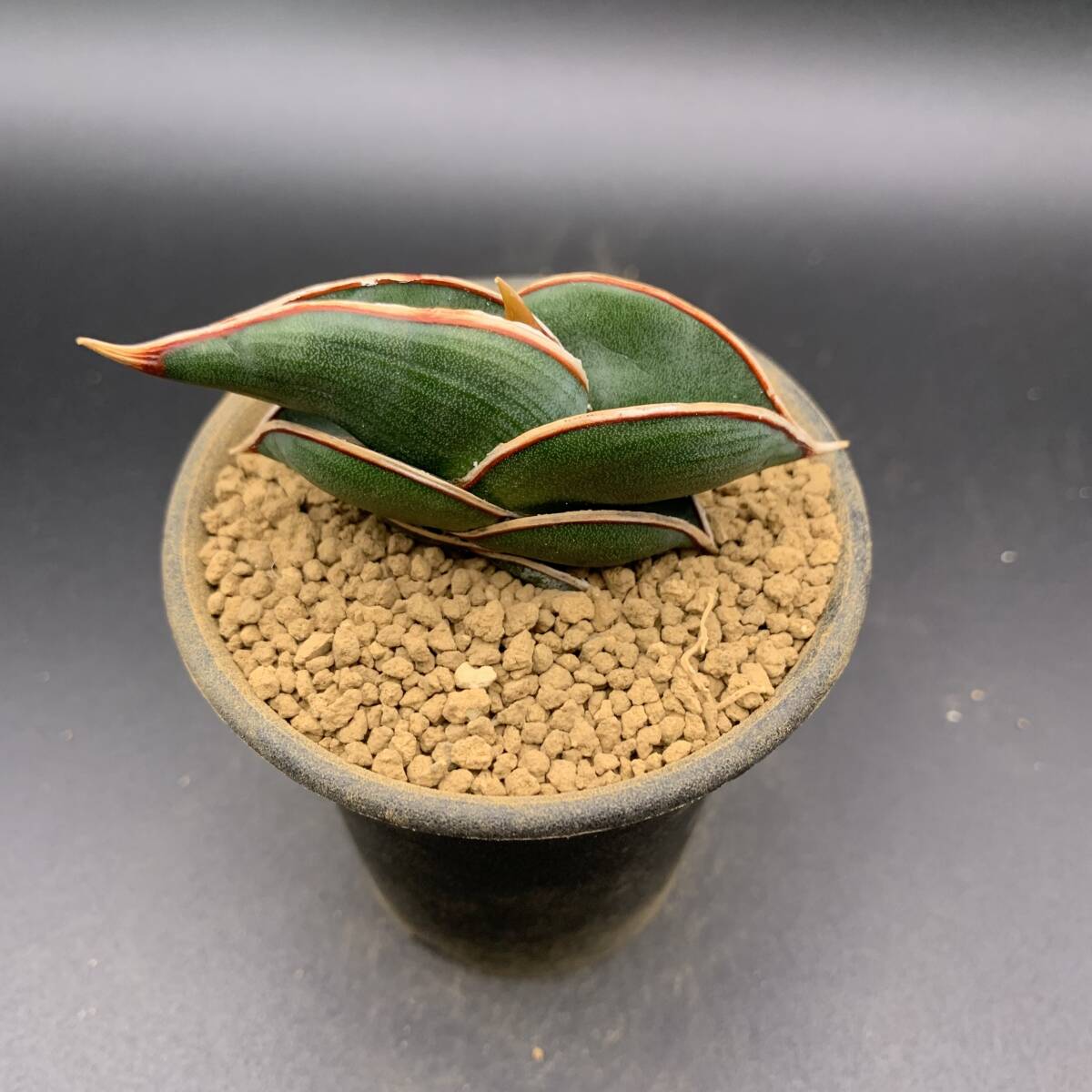 01【大人気】多肉植物 サンスベリア ロリダ Sansevieria Rorida 選抜上株 美苗_画像5