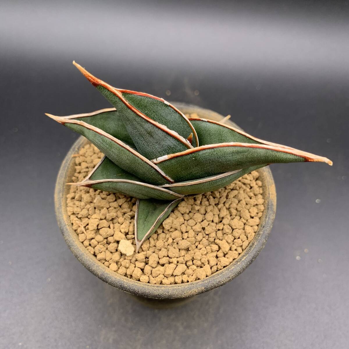 02【大人気】多肉植物 サンスベリア ロリダ Sansevieria Rorida 選抜上株 美苗_画像5