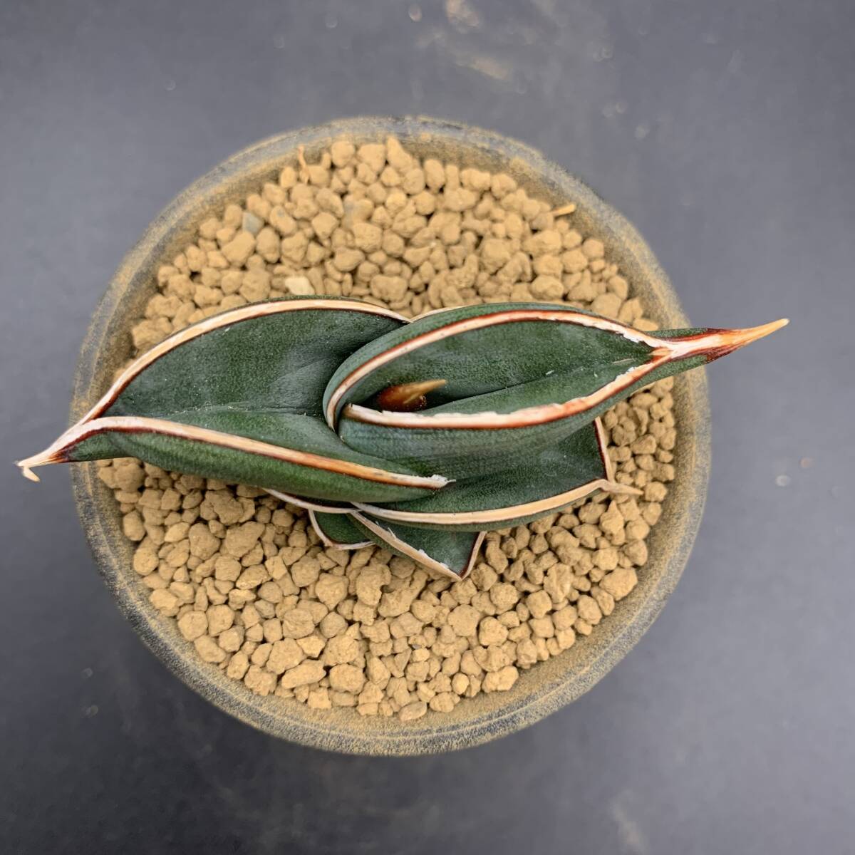 04【大人気】多肉植物 サンスベリア ロリダ Sansevieria Rorida 選抜上株 美苗_画像4