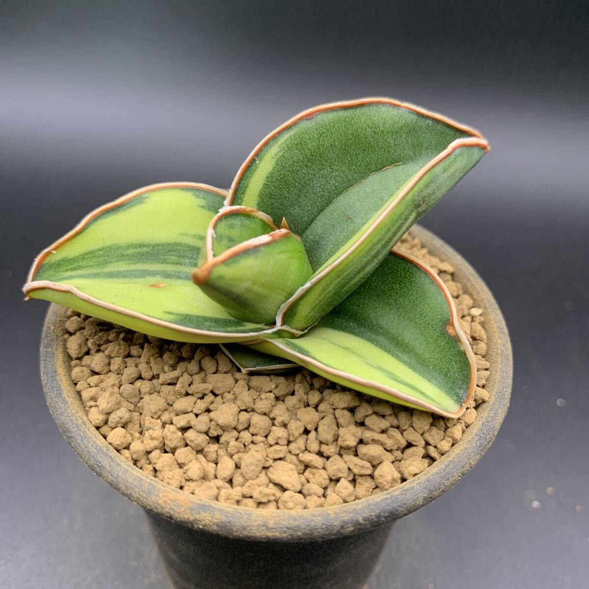 01【大人気】多肉植物 サンスベリア サムライ ドワーフ錦 Sansevieria Samurai Dwarf Variegated 鮮明黄斑 選抜極上株 美苗_画像1