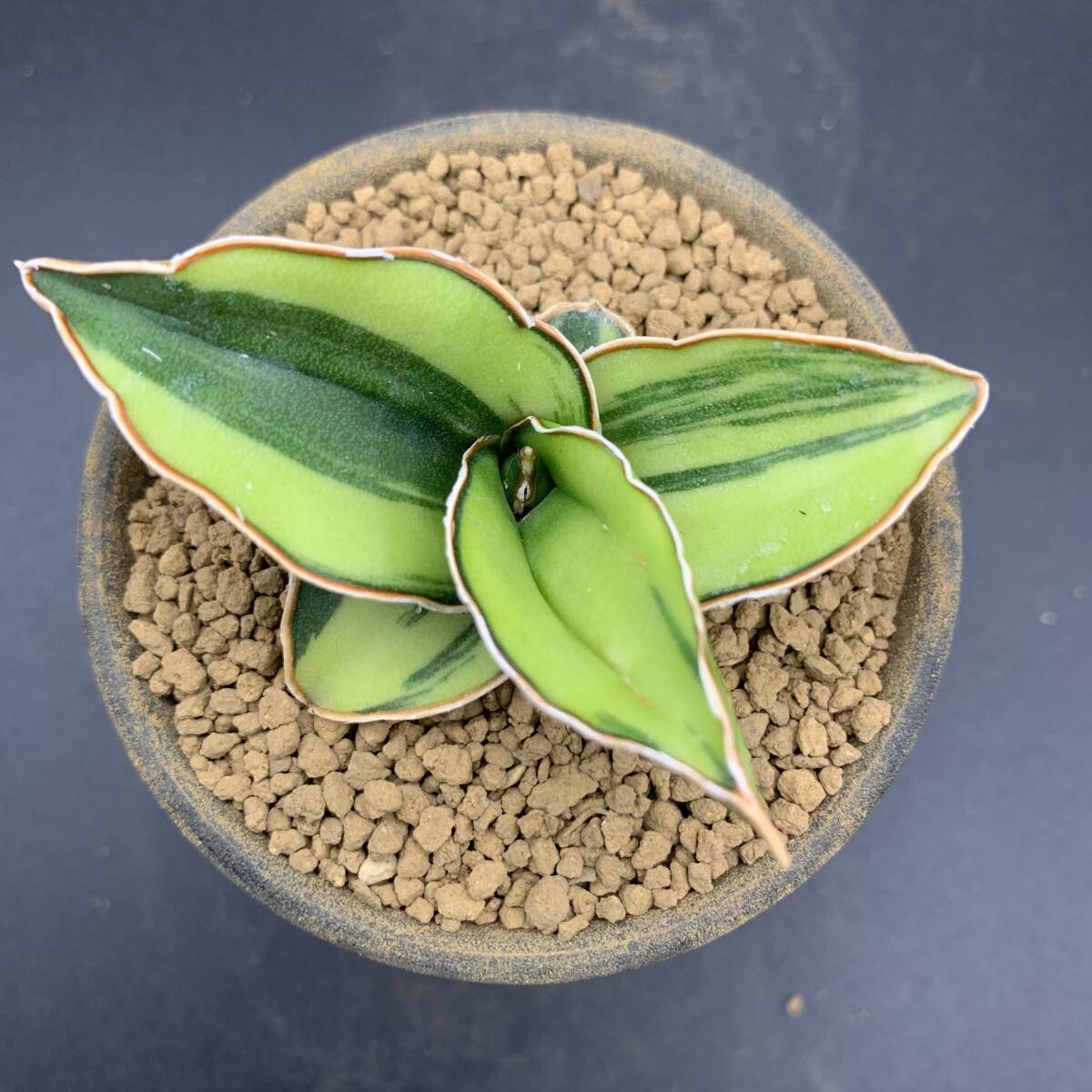 03【希少】多肉植物 サンスベリア サムライ ドワーフ錦 Sansevieria Samurai Dwarf Variegated 鮮明黄斑 選抜極上株 美苗_画像4