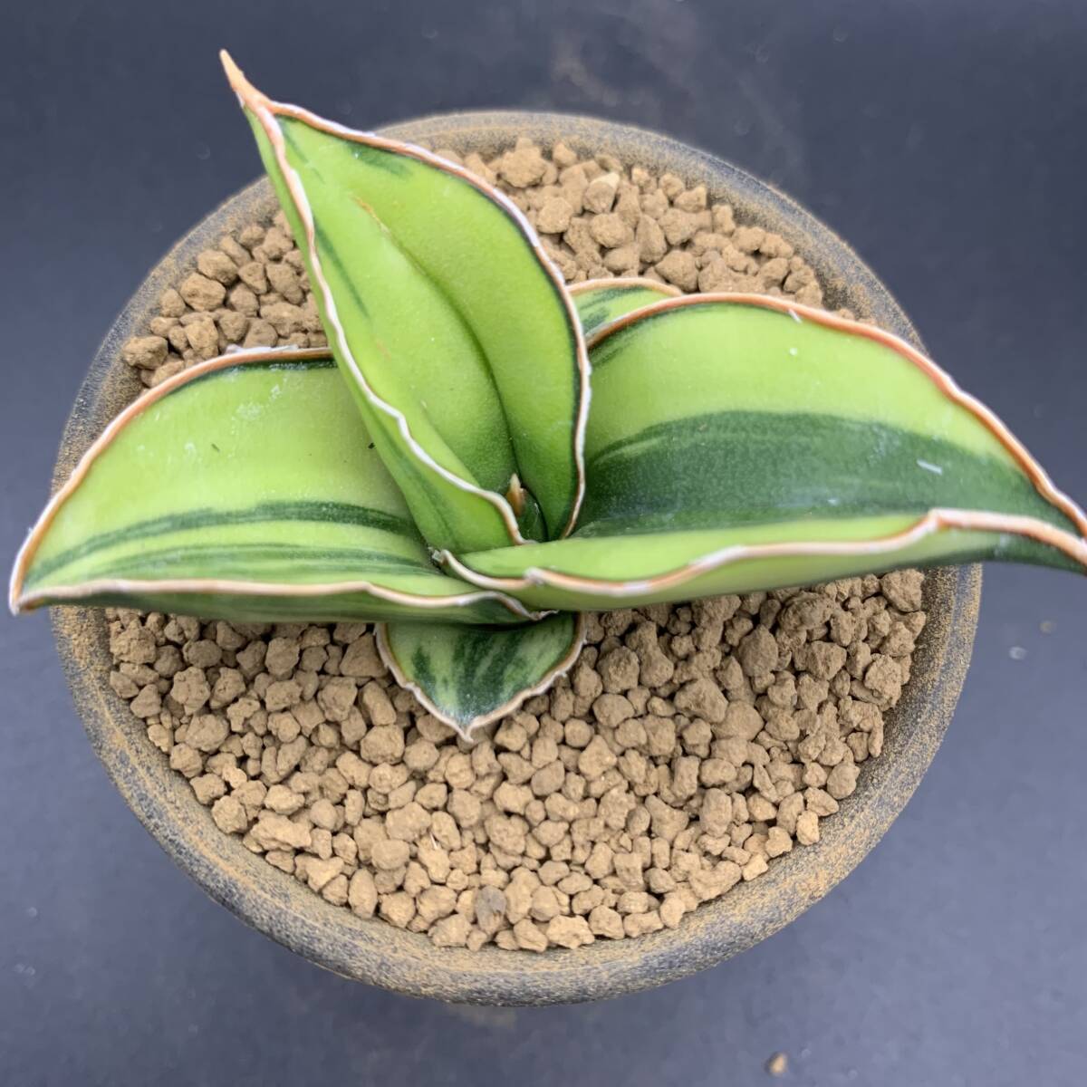 03【希少】多肉植物 サンスベリア サムライ ドワーフ錦 Sansevieria Samurai Dwarf Variegated 鮮明黄斑 選抜極上株 美苗_画像2