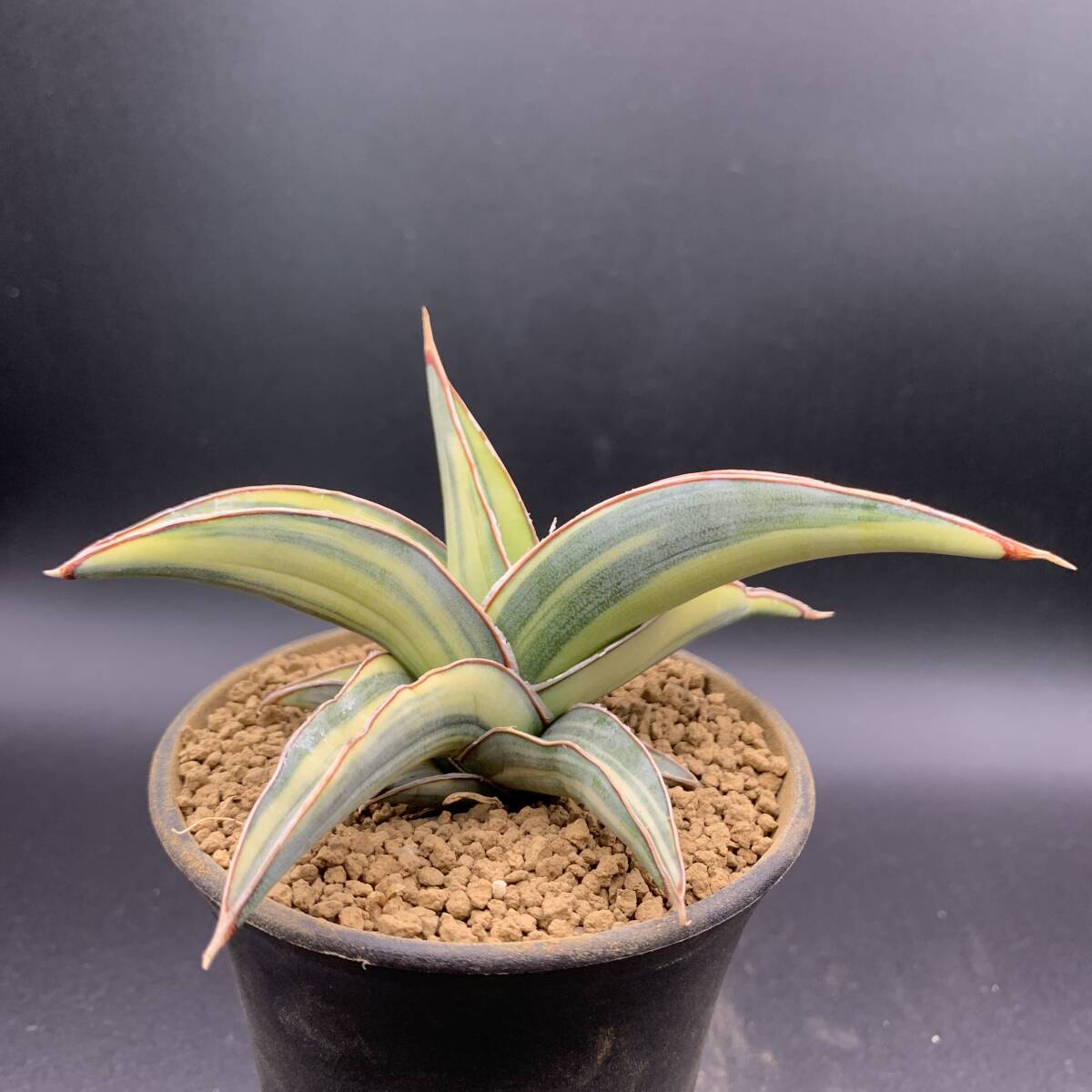 02【超希少】多肉植物 サンスベリア ヨハネスブルグ 斑入 Sansevieria Johannesburg Variegata 選抜極上株 鮮明斑 美苗_画像4