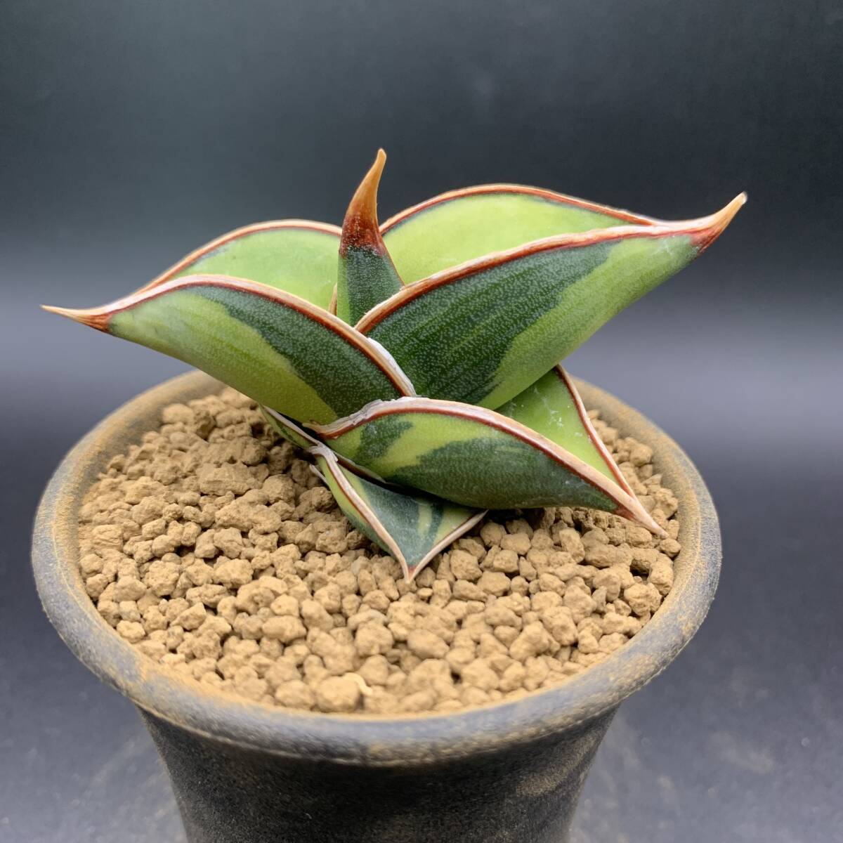 01[ ultra rare ] succulent plant sansevieria rolida. go in Sansevieria Rorida Variegated clear . selection . finest quality stock 