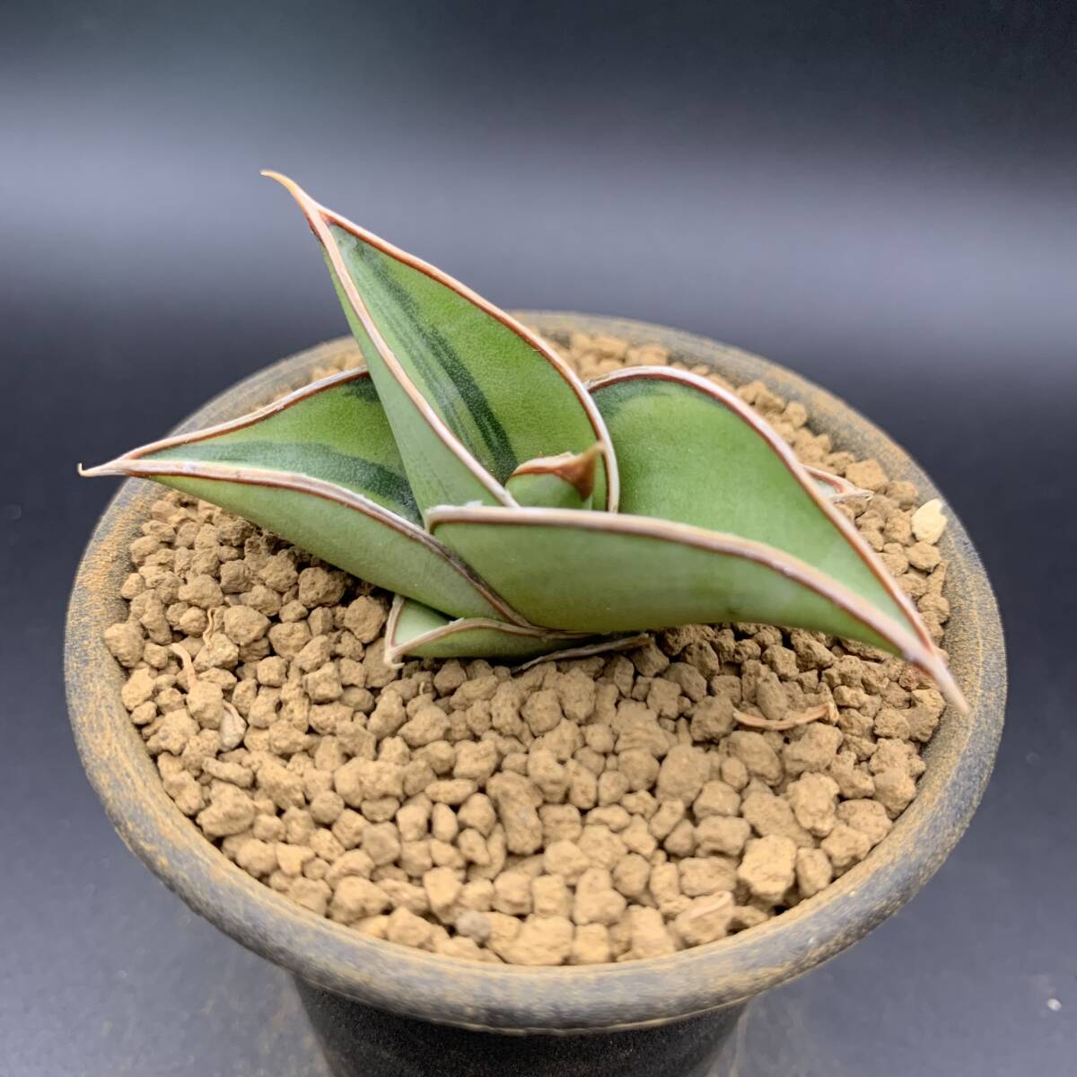 02【激レア】多肉植物 サンスベリア ロリダ 斑入 Sansevieria Rorida Variegated 鮮明斑 選抜極上株_画像2