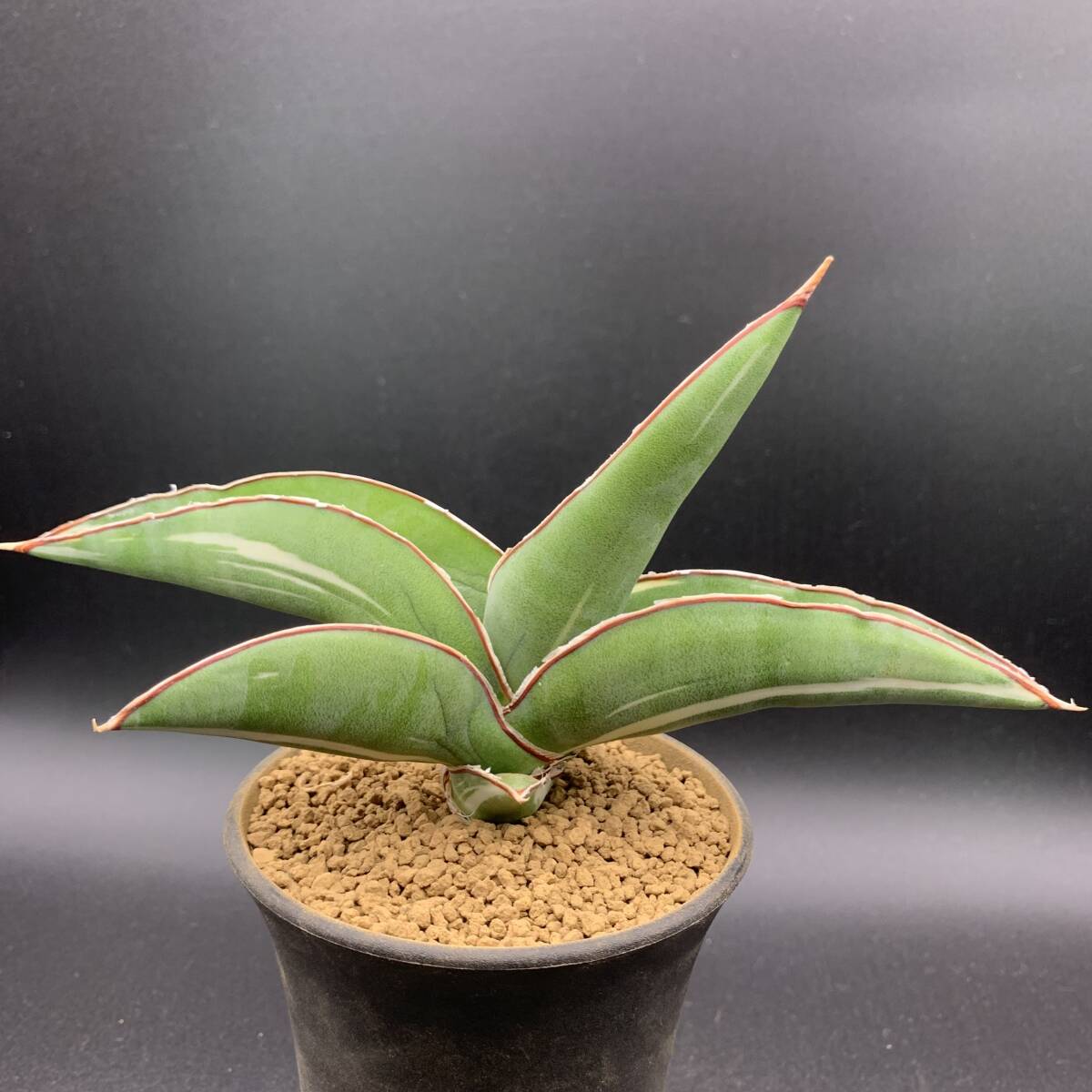 01【希少】多肉植物 サンスベリア ロブスタ ホワイト Sansevieria Robusta White variegata 美苗 選抜極上斑 白斑_画像2