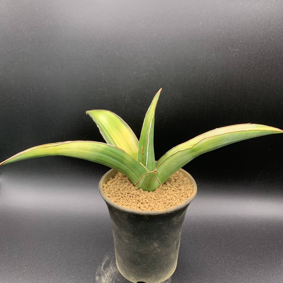 02【超レア】多肉植物 サンスベリア ピンギキュラ × トムグランベリー Sansevieria Pinguicula × Tom Grumbley 選抜極上株 鮮明黄斑 美苗_画像1