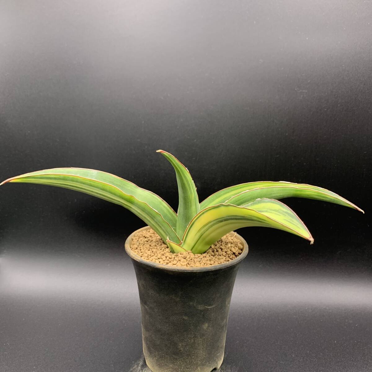 02【超レア】多肉植物 サンスベリア ピンギキュラ × トムグランベリー Sansevieria Pinguicula × Tom Grumbley 選抜極上株 鮮明黄斑 美苗_画像6