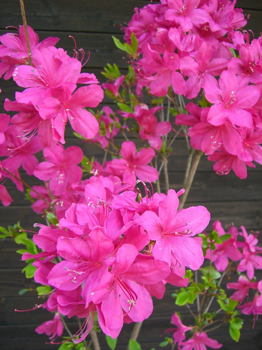 [ rare purple flower ]yama azalea . structure .[ free shipping ]