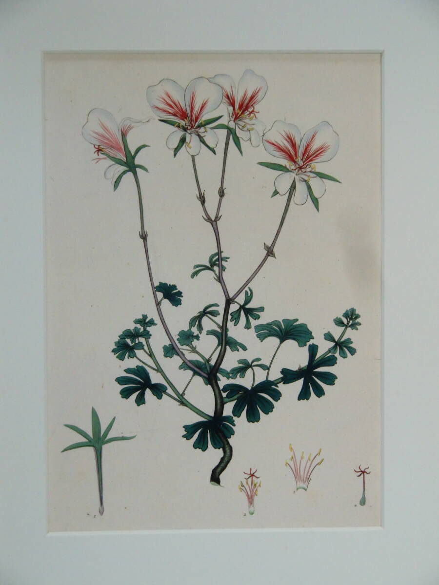 ボタニカルアート　銅版画 　手彩色　　 ぺラルゴ二ウム 　植物画_画像1