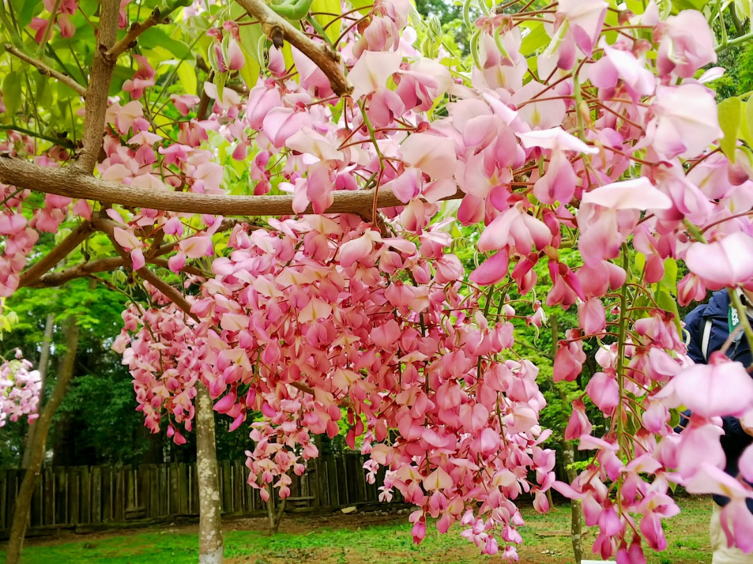 珍しい品種の藤 【昭和紅藤】 樹高約95cm ピンク花 の画像8