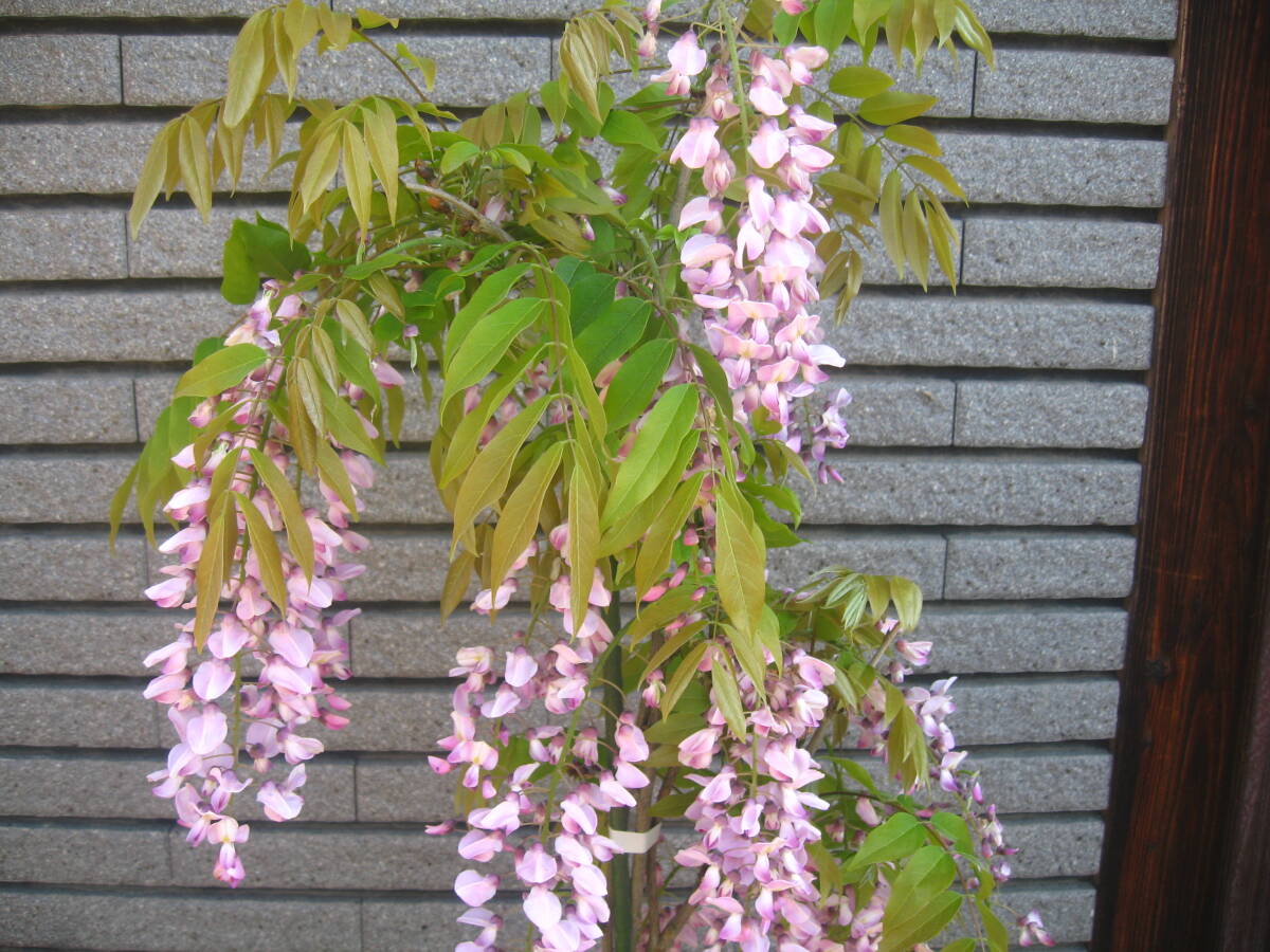 ピンク花の藤　【本紅】　樹高約85cm　開花中　①_画像2