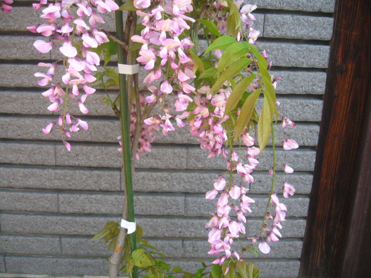 ピンク花の藤　【本紅】　樹高約85cm　開花中　①_画像3