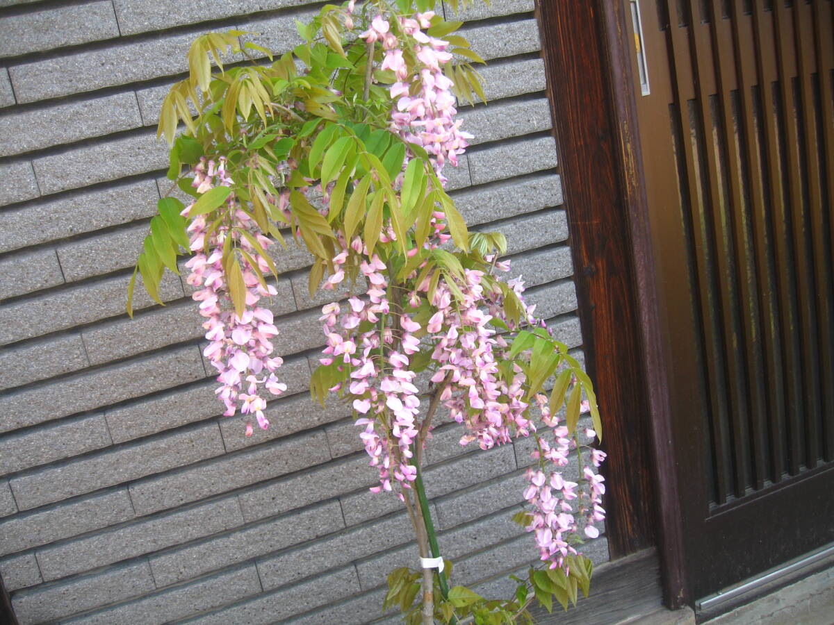 ピンク花の藤　【本紅】　樹高約85cm　開花中　①_画像5