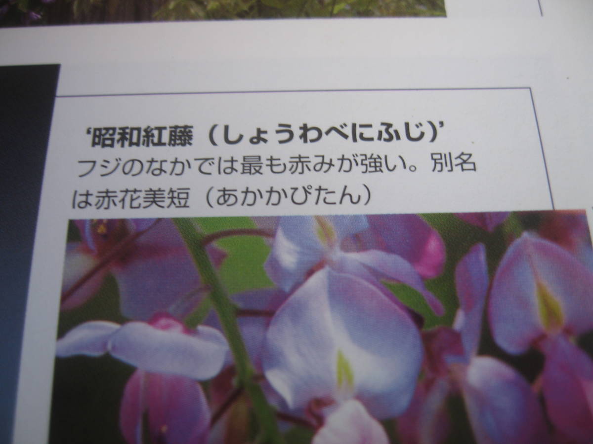 珍しい品種の藤 【昭和紅藤】 樹高約95cm ピンク花 の画像7