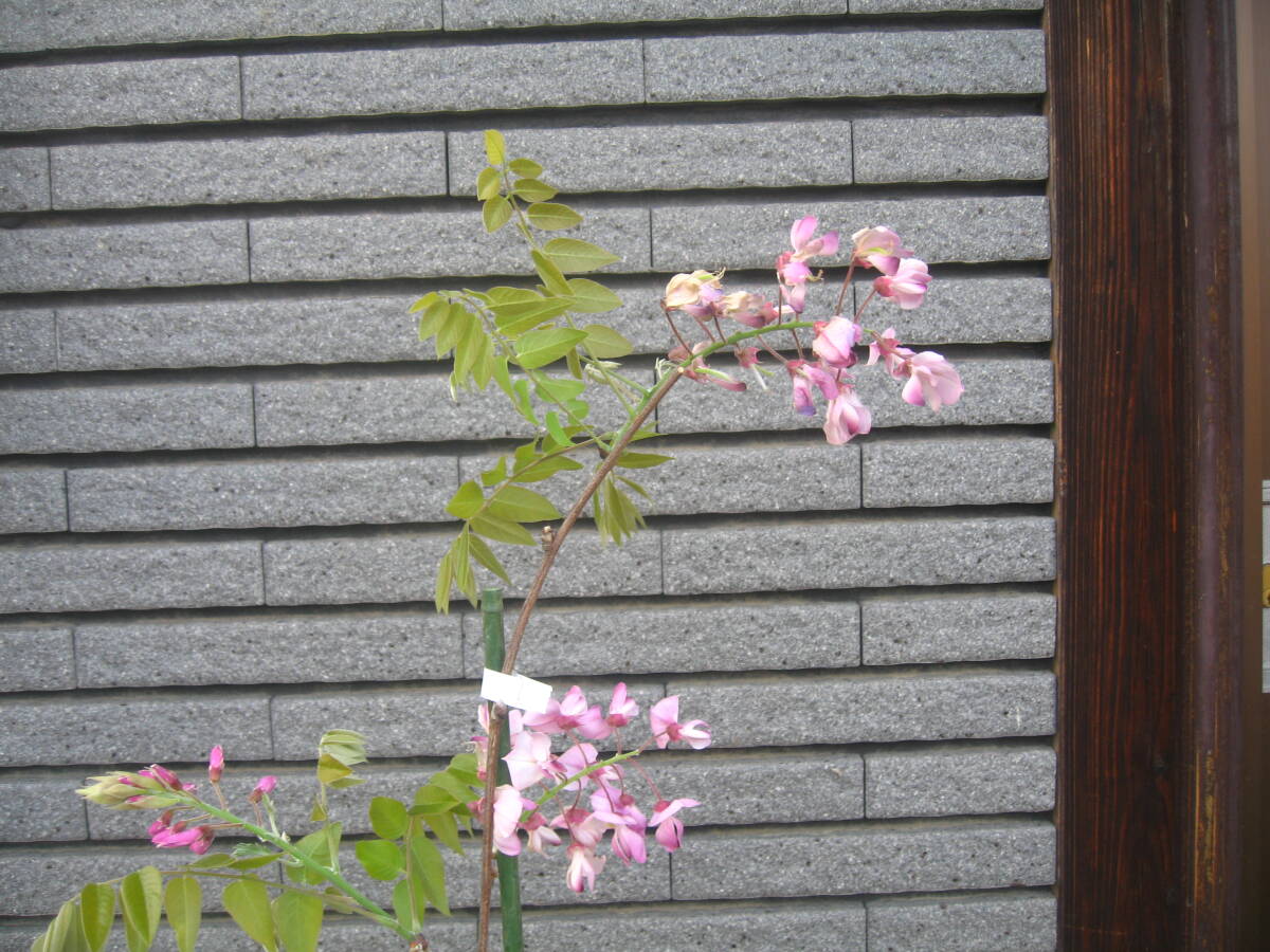 珍しい品種の藤 【昭和紅藤】 樹高約95cm ピンク花 の画像2