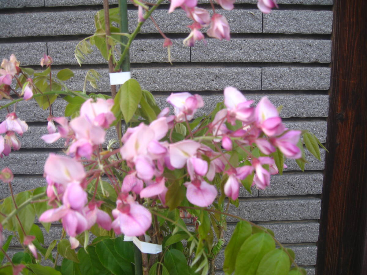 珍しい品種の藤 【昭和紅藤】 樹高約95cm ピンク花 の画像3