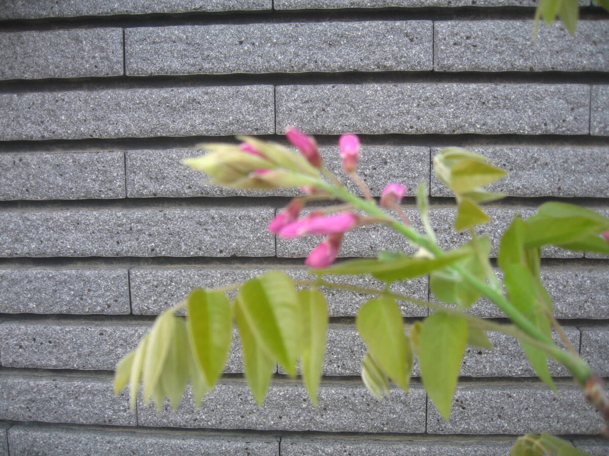  необычный товар вид. глициния [ Showa . глициния ] высота дерева примерно 95cm розовый цветок 