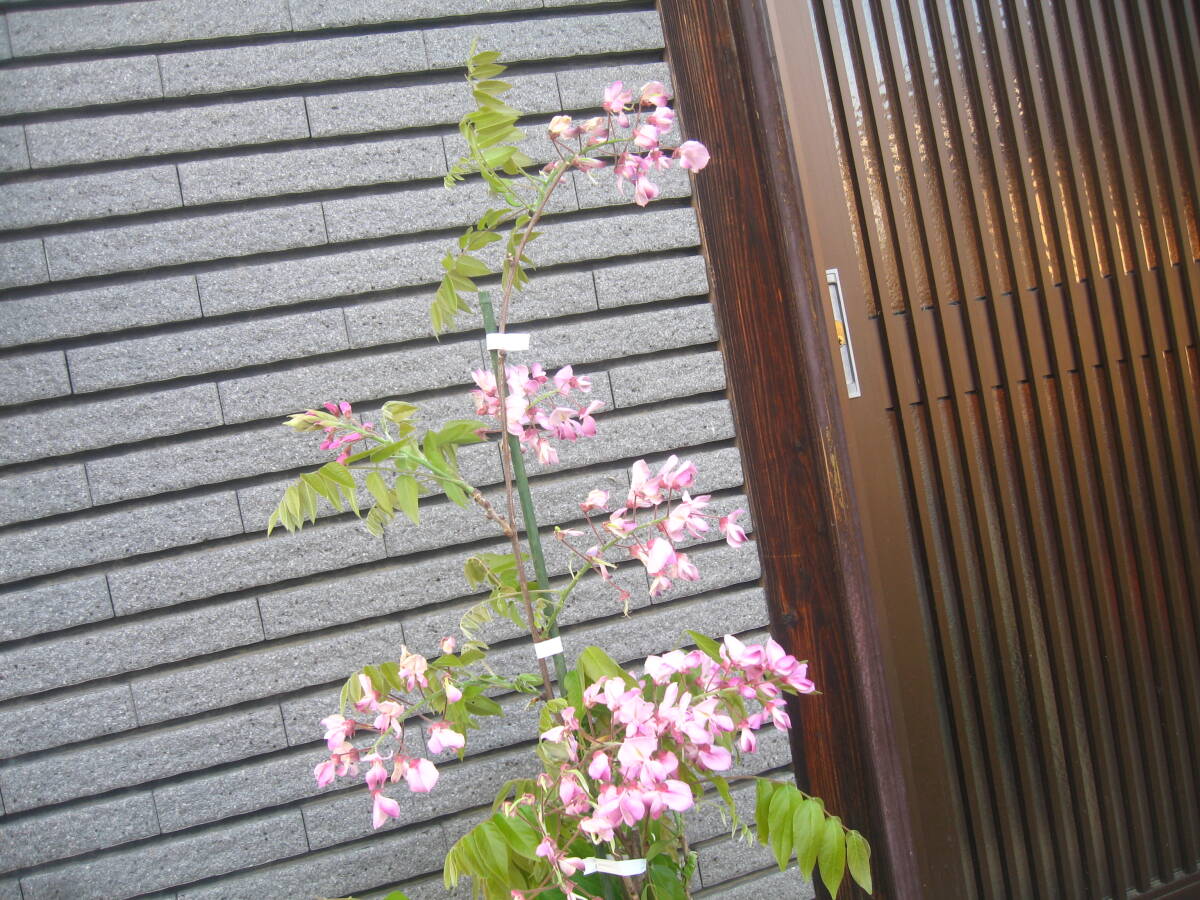 珍しい品種の藤 【昭和紅藤】 樹高約95cm ピンク花 の画像6