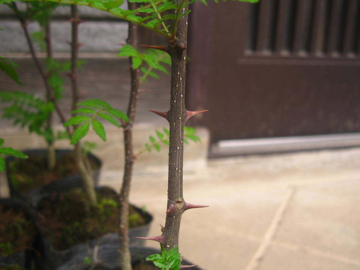 【サンショウ】　山椒　樹高約50cm　20鉢セット　①
